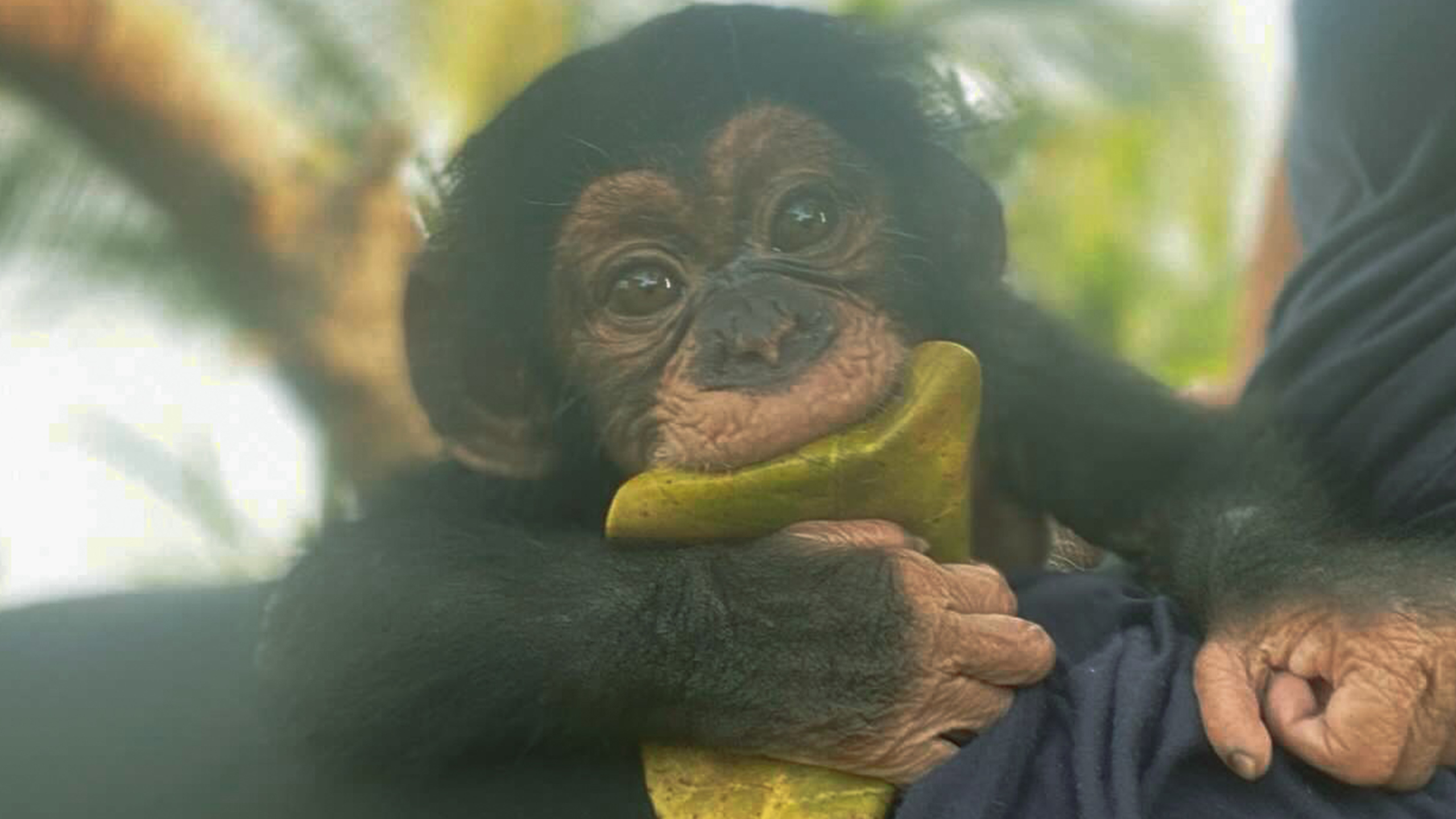 infant chimpanzee
