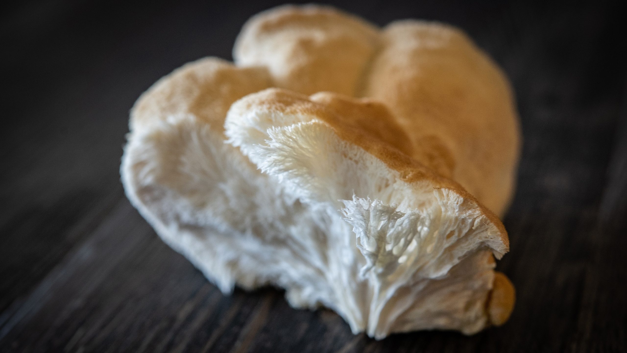 medicinal adaptogenic mushroom